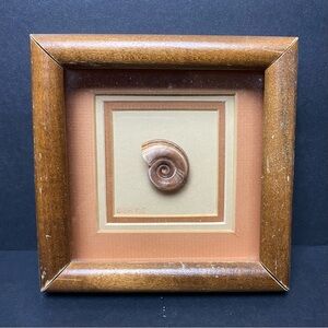 Vintage Framed Marisa Cornuarietis Ramshorn Snail Shadow Box  Signed Bruce 6"x6"